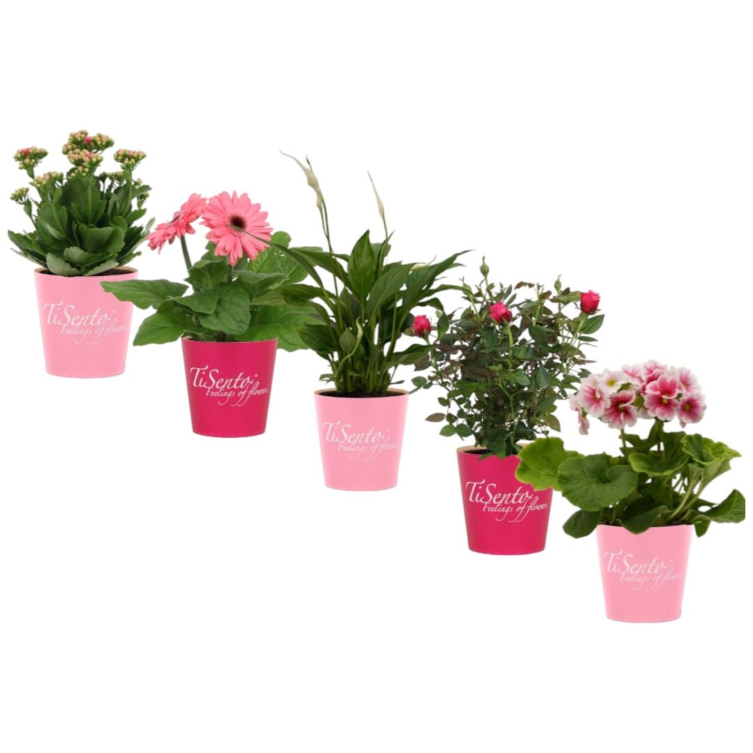 Bloeimix 12 cm | Valentijn | Smartcup, D 12