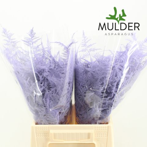 Аспарагус Овериг Крашеный (краш. ) 45, шт.