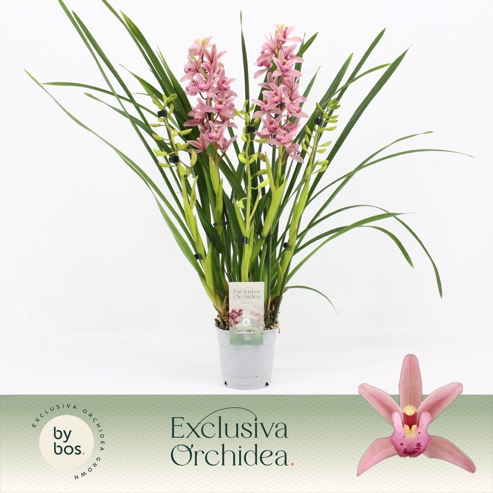 Cymbidium, Pinky 5-spike 'Exclusiva Orchidea', D 12