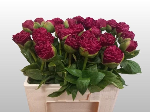 Пион Генри Боксток 55, шт.