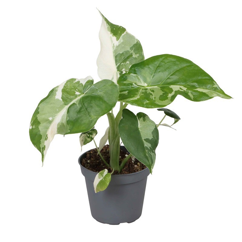 ALOCASIA HYBRID 'Gageana Albo', D 6