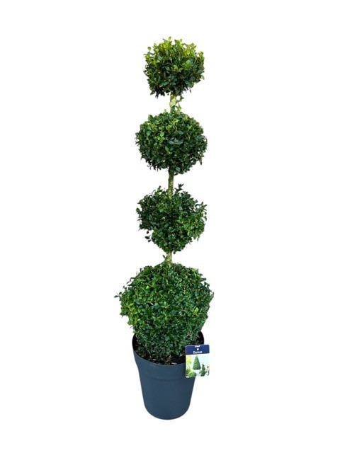 Buxus semp. Quattrobol c10/p29, D 29