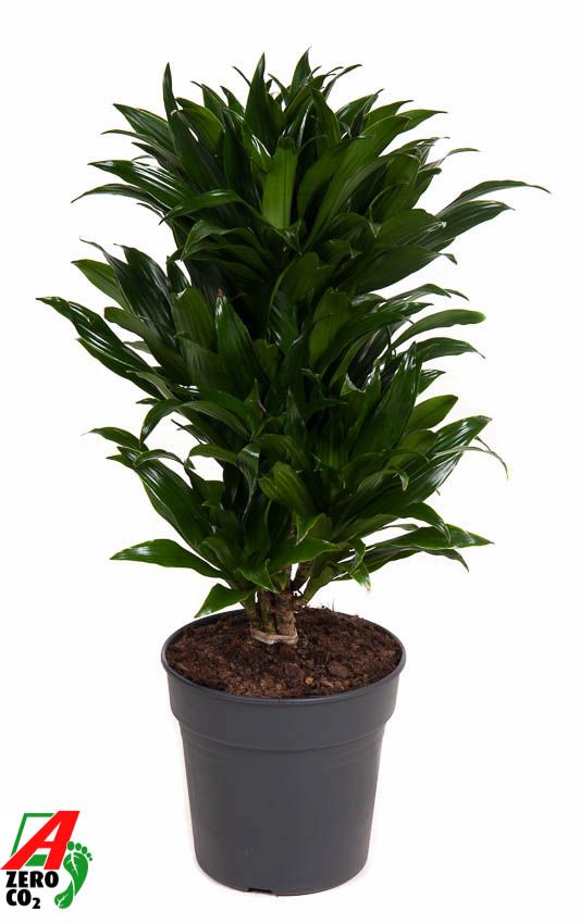 Dracaena Compacta vertakt P21, D 21