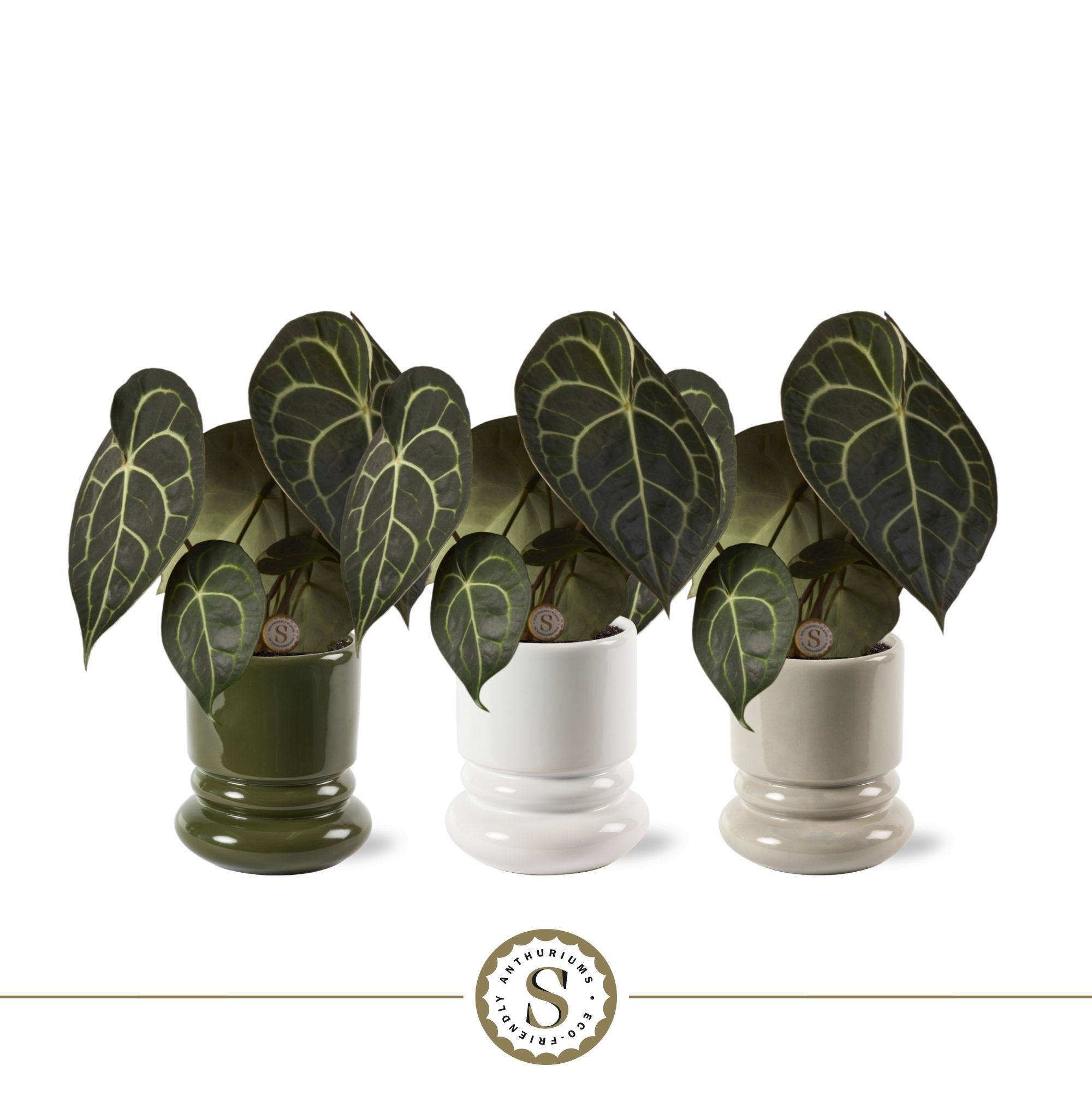 Clarinervium 12cm in Geneve Keramiek, D 12