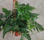 Блечум ориентале Волфсбане папоротник 11 20