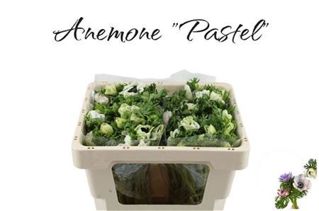Анемон Галил Пастель 50, шт.