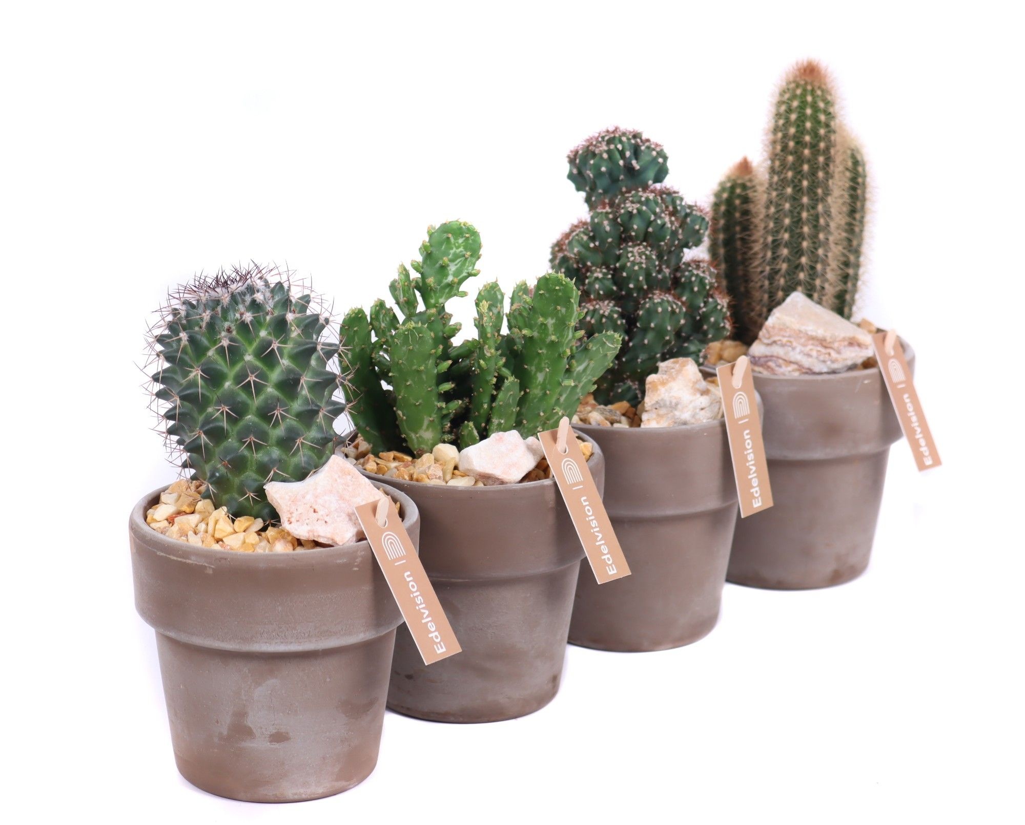 Cactus 8,5 cm in grijs/bruine pot met rand met grind, keien en e, D 10