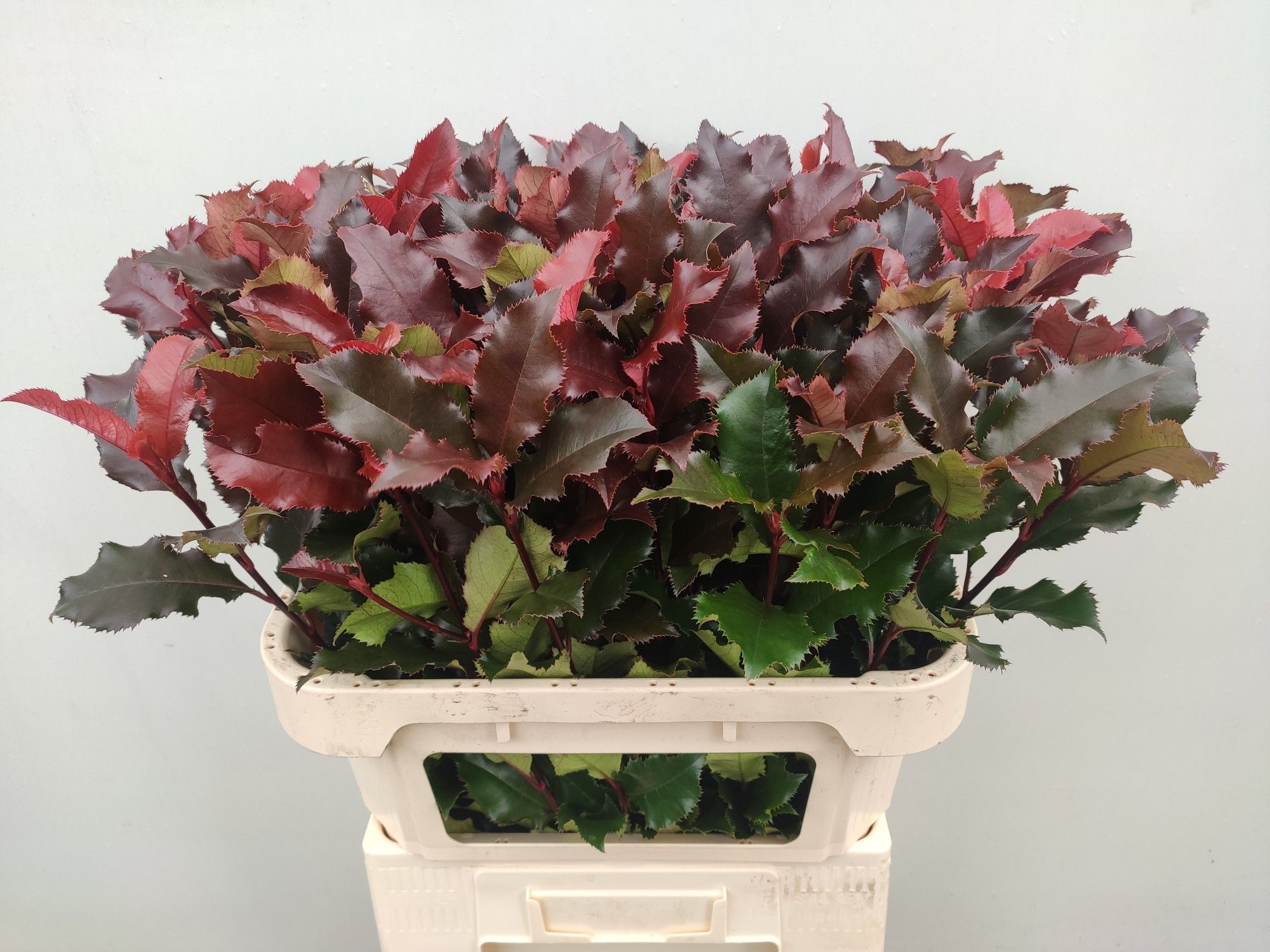 Фотиния Мэджикал Вулкано 70, шт.