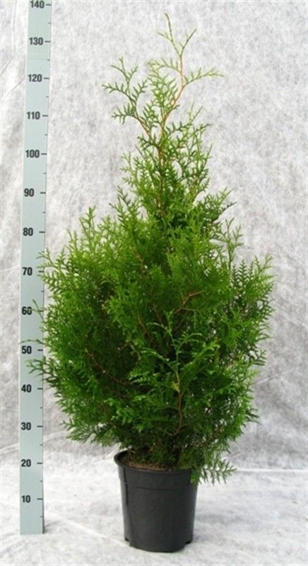 Thuja occidentalis 'Brabant', D 24