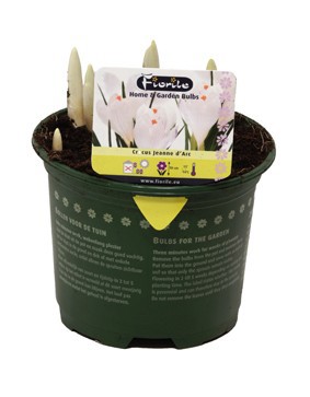 Crocus Jeanne d'Arc, D 13