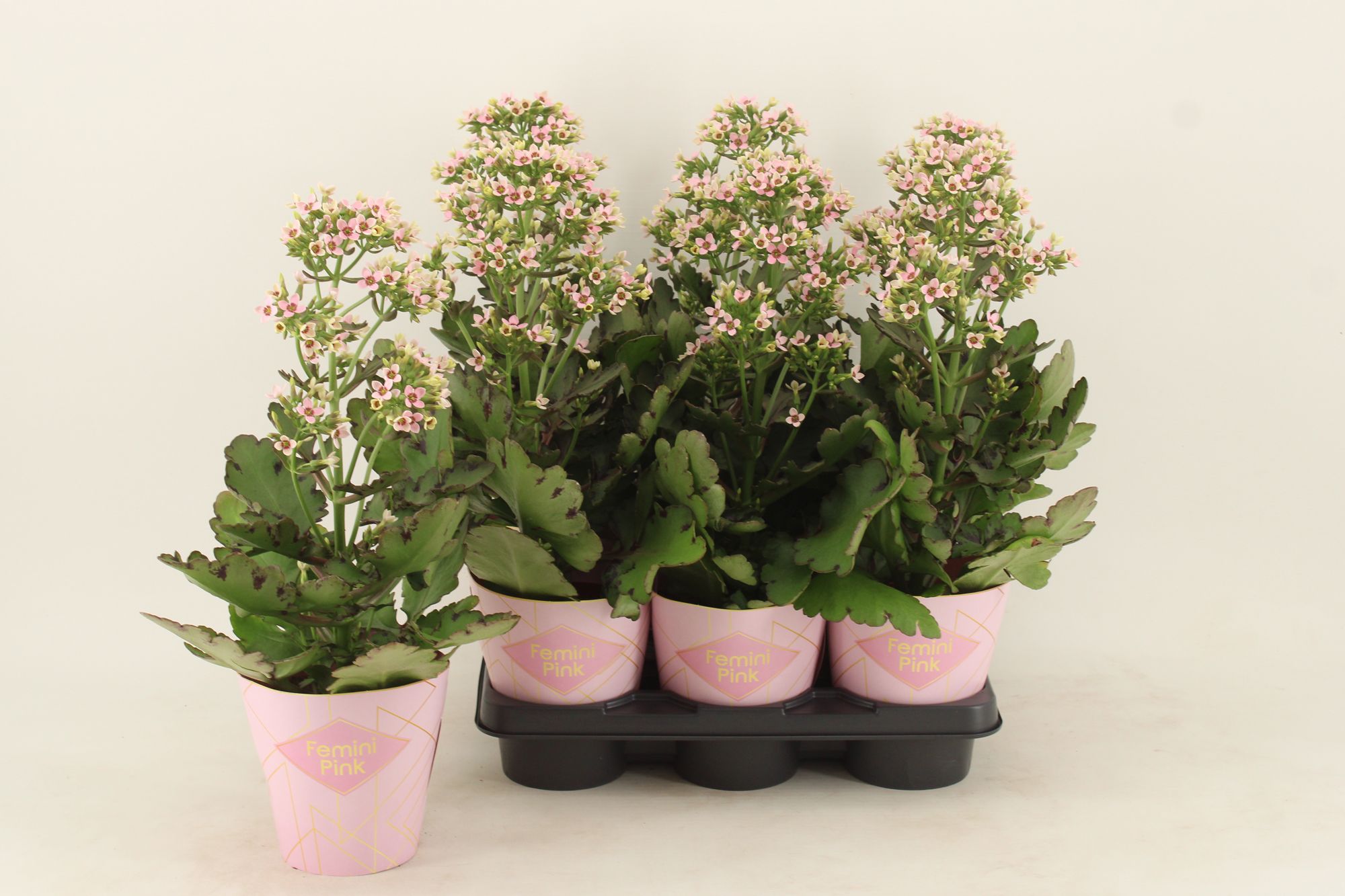Kalanchoe Femini Pink, D 14