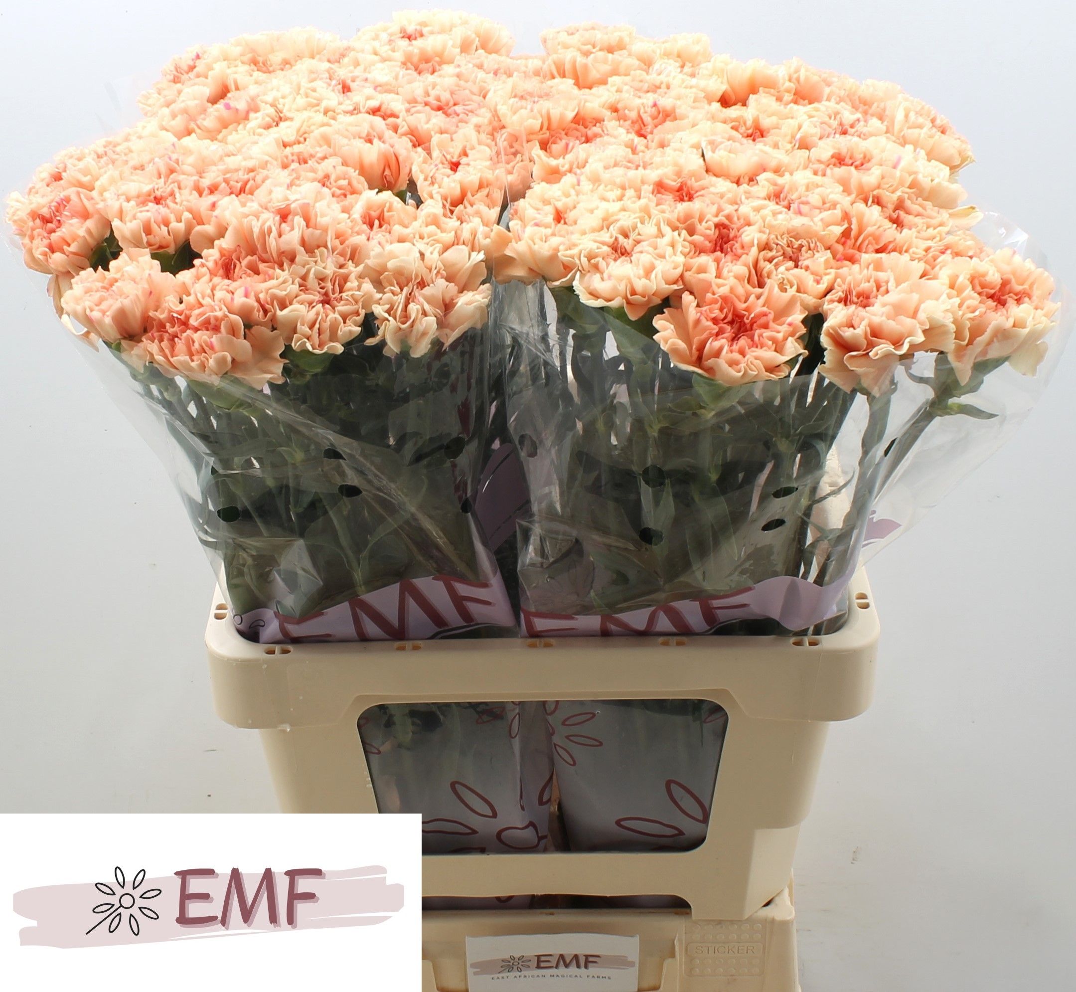 Диантус од. Пич Вондер, шт. Диантус од. Пич Вондер, шт.