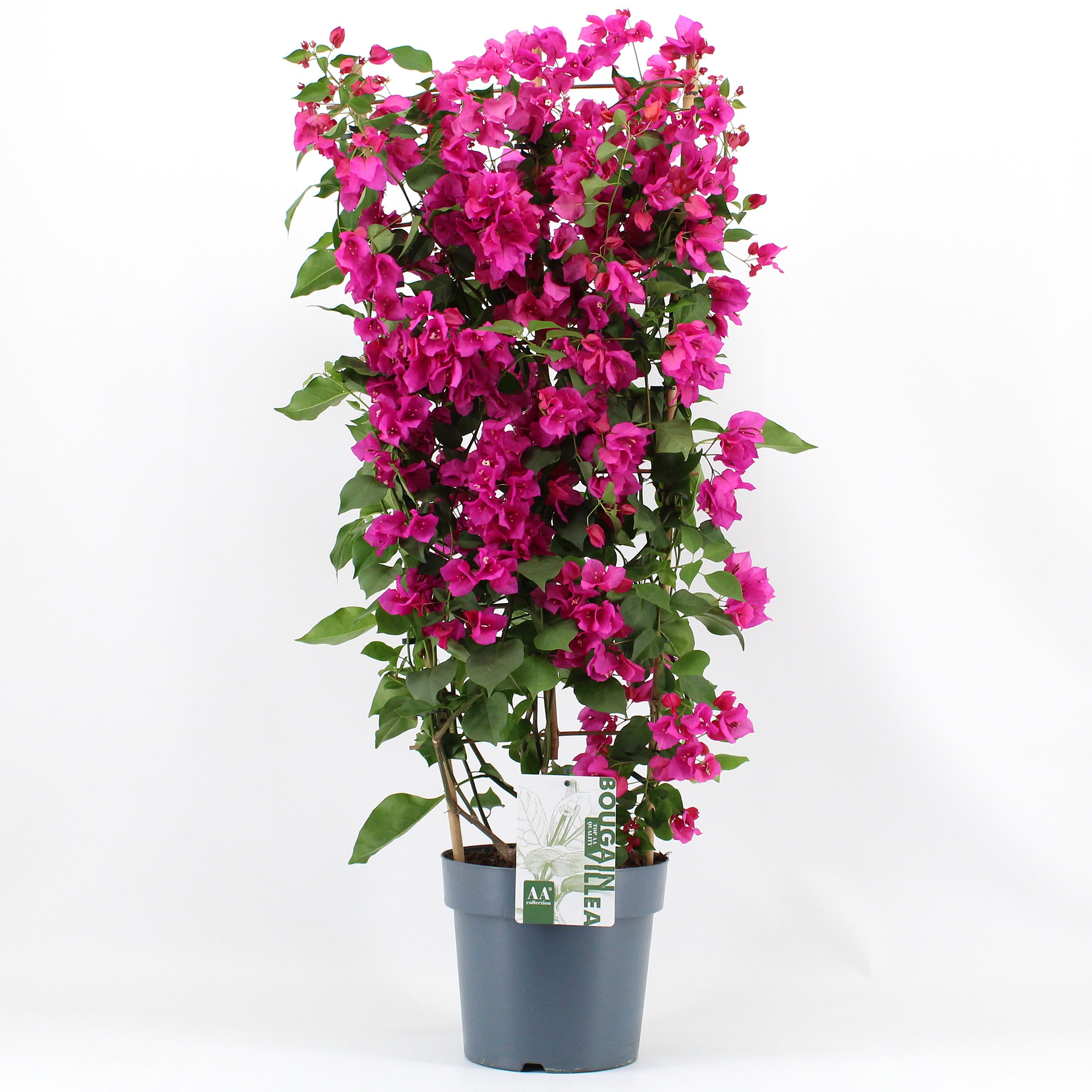 Bougainvillea 'Sanderiana' op rek paars, D 23