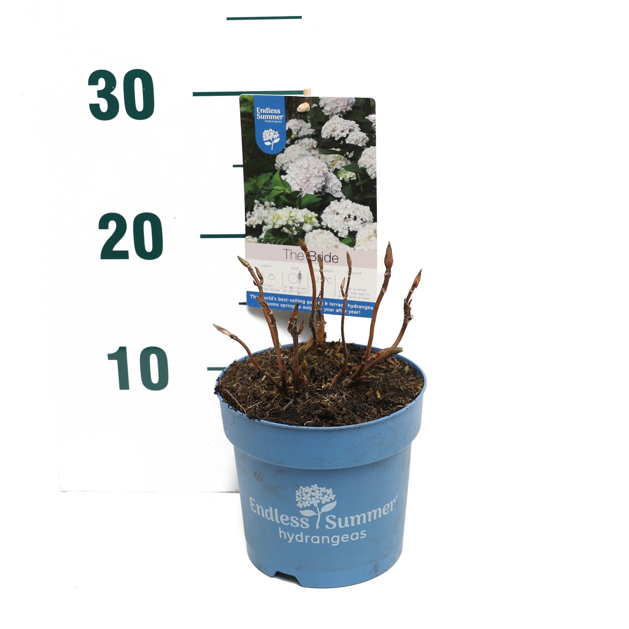 Hydrangea 'The Bride' - P14 - Endless Summer, D 14