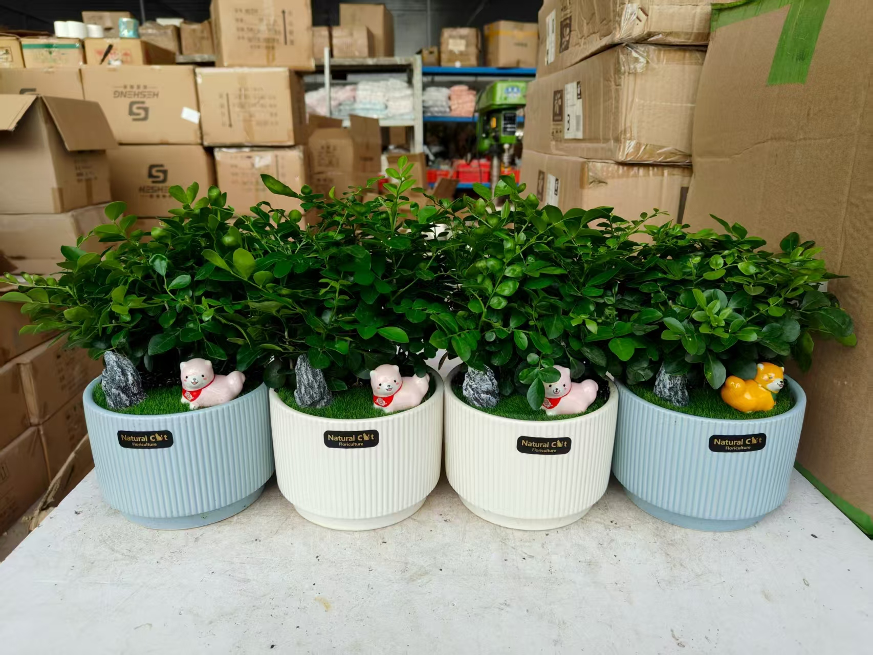 Муррайя Фрог Нине Миле Фрагранке 18 30