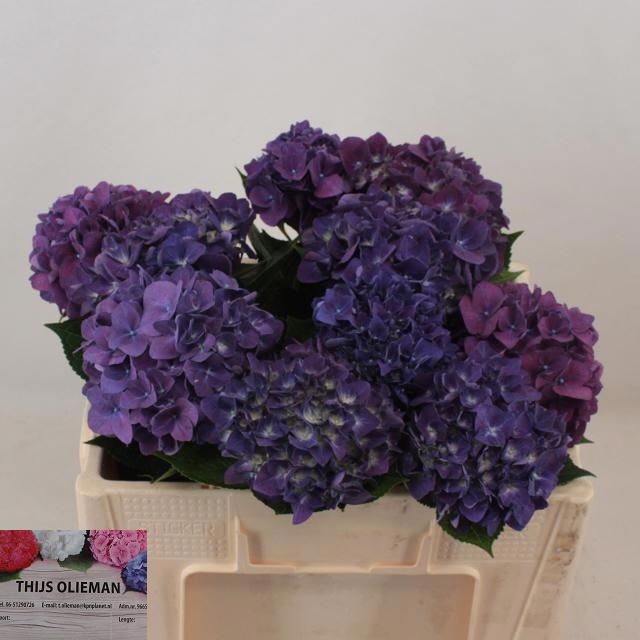 Гортензия Родео Перпл 50, шт.