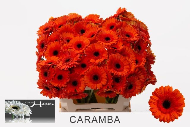 Гермини Карамба, шт.