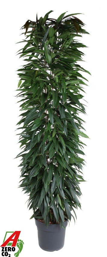 Ficus Alii King zuil P35 (NO GAP), D 35