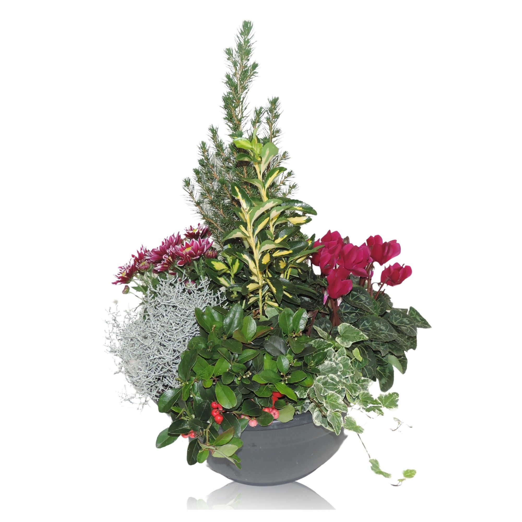 Arrangement Winter Classic in Bowl 30 cm, D 30