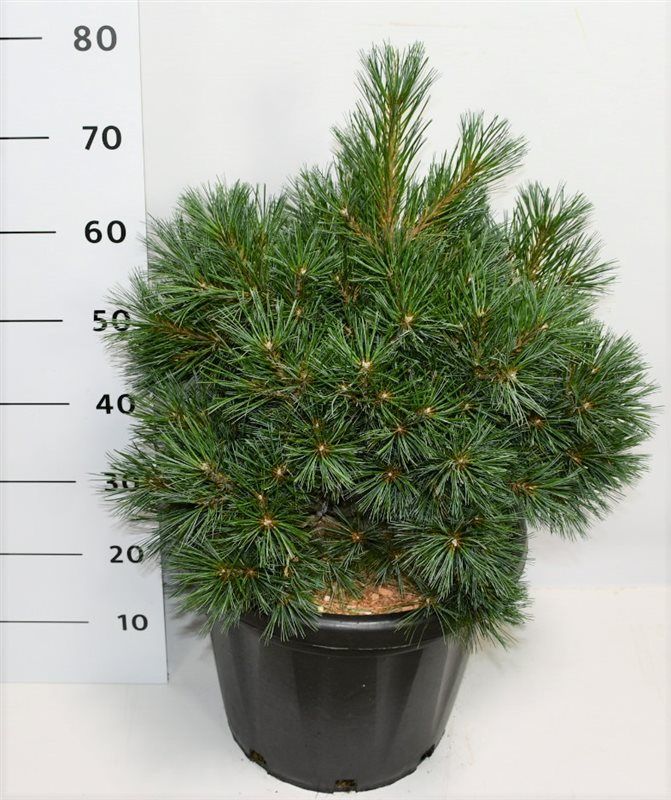 Pinus strobus 'Krüger's Lilliput', D 38