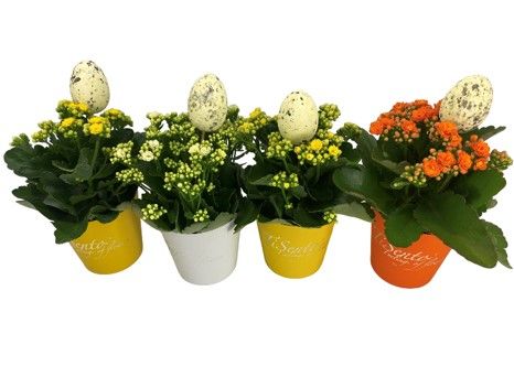 Calandiva 12 cm - Smartcup Pasen + Steker, D 12