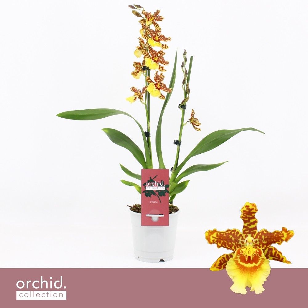 Cambria, Golden Tiger 2-spike 'Orchid Collection', D 12
