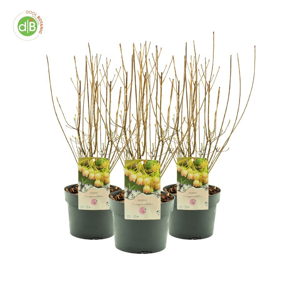 Enkianthus campanulatus, D 19