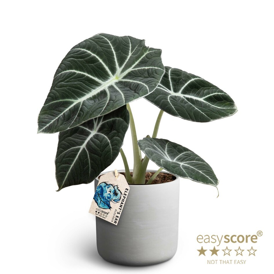 Raw Grey, Alocasia ´Black Velvet´, D 12