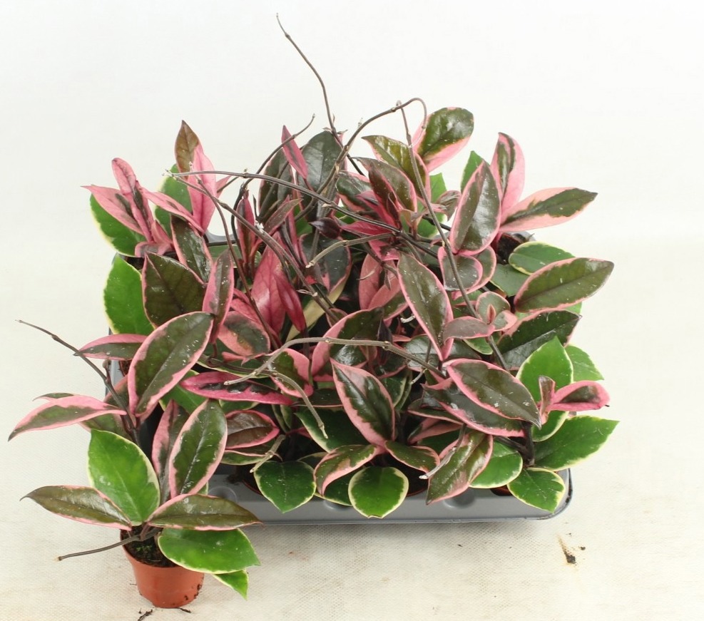 Hoya Flamingo Dream, D 6