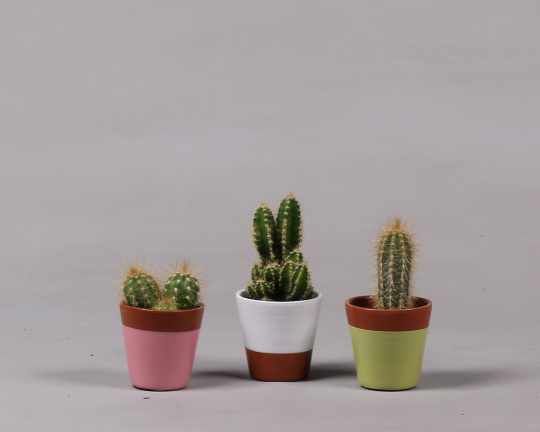 Keramiek potje met Cactus, D 6,5