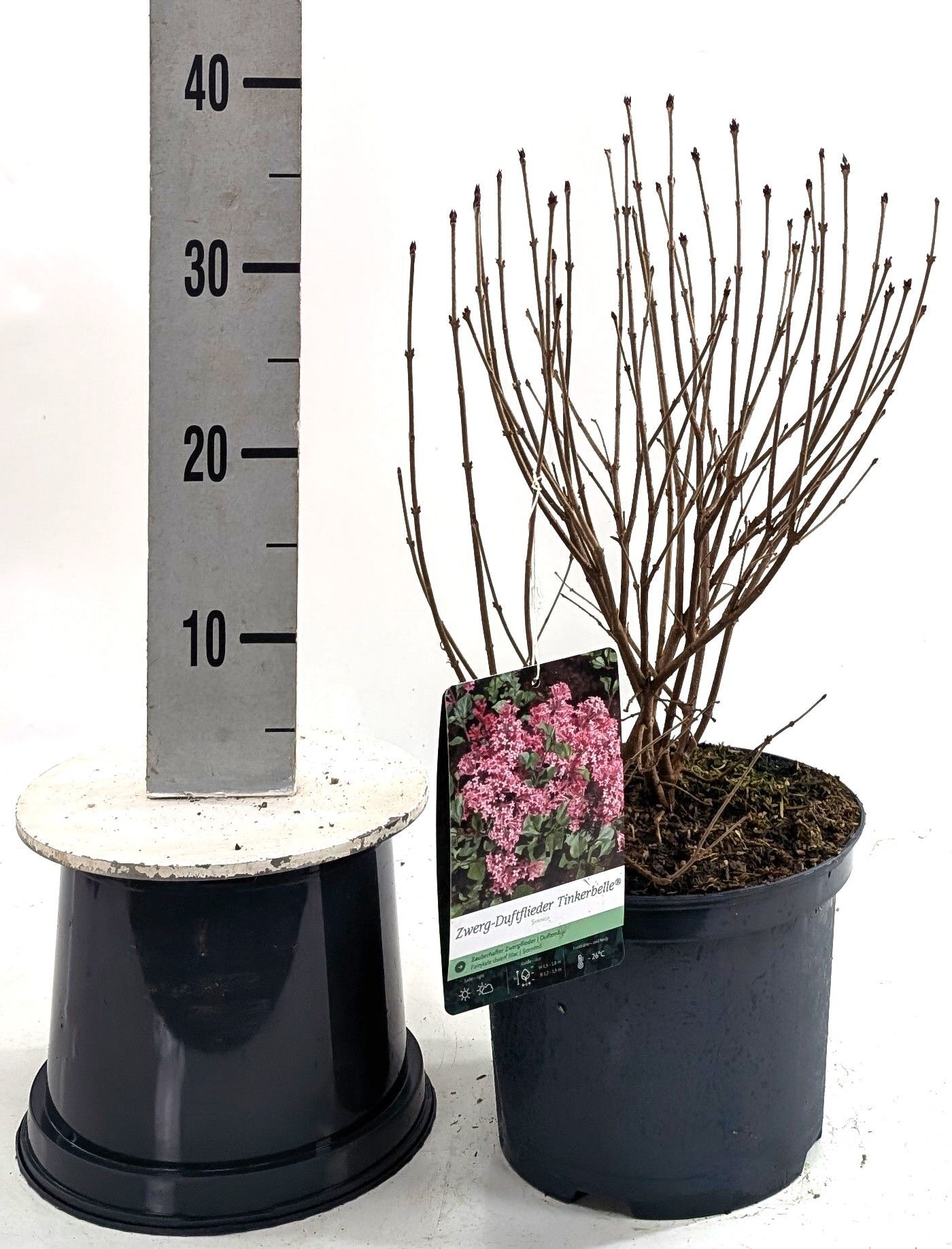 Syringa 'Tinkerbelle' -R-, D 23