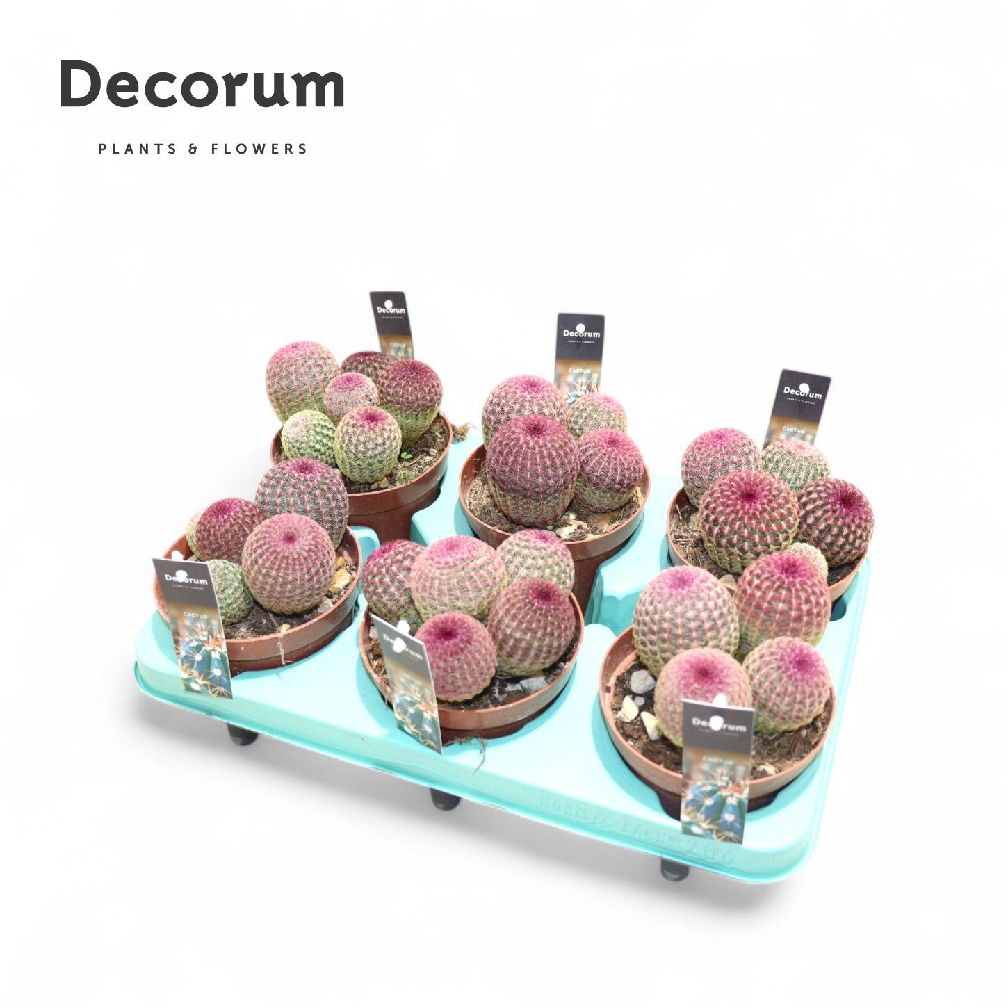 Echinocereus Rubrispinus (Decorum), D 12