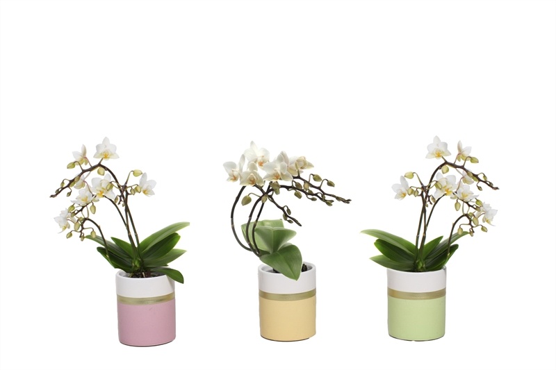 Dolomite p06 Horizon pastel mix Phal Tiny Dolls wild 3/4T18+ Aqu@, D 6