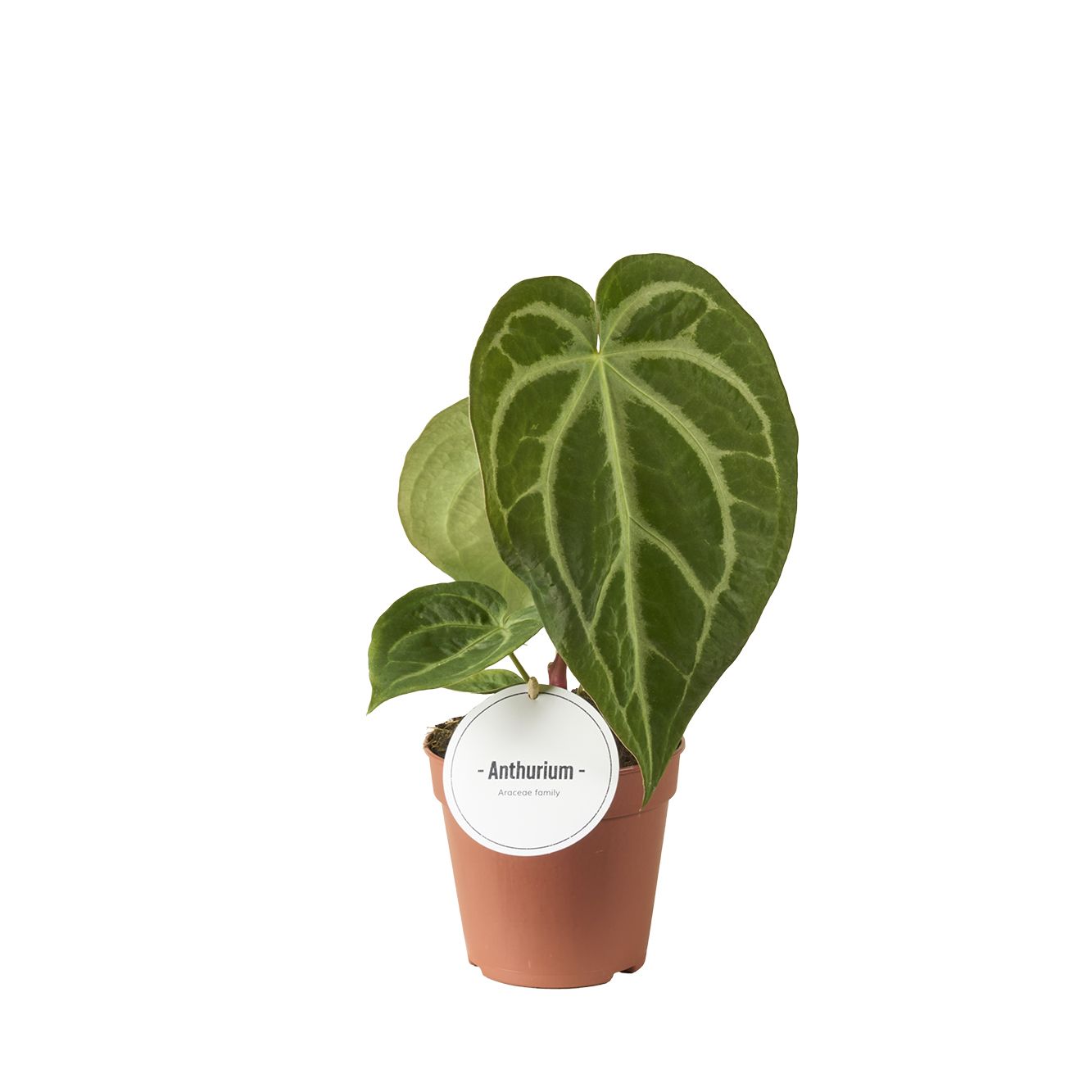 Anthurium Magnificum, D 12