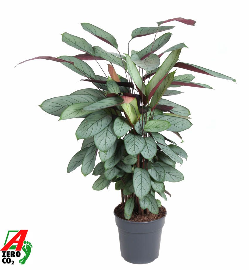 Calathea Silverstar, D 27