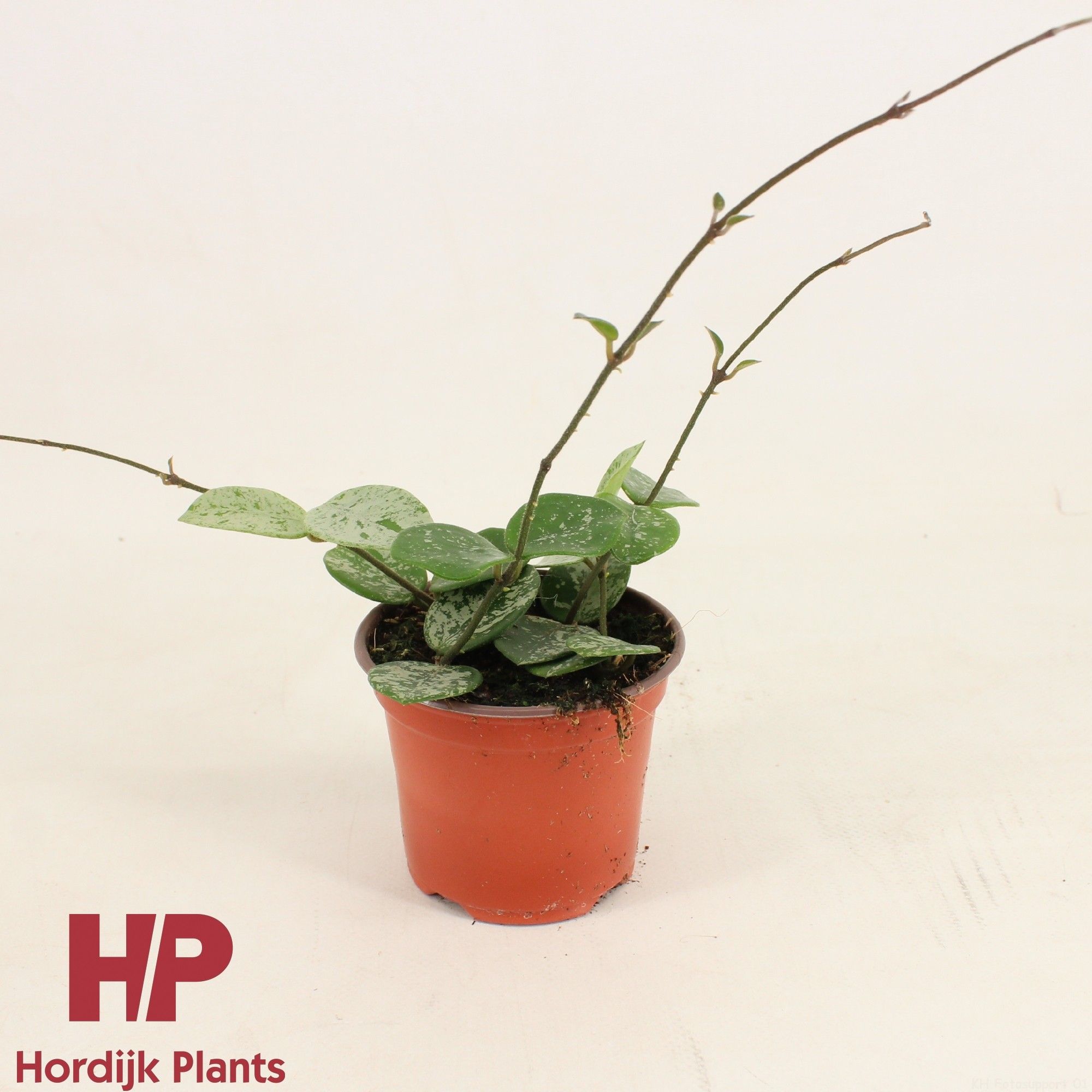 Hoya Mathilde Splash P9, D 9