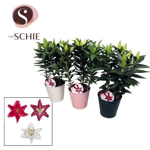 Oriental Mix 19cm ZINK, D 19