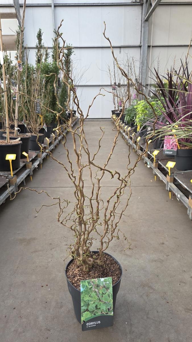Corylus a. 'Scooter', vertakt, D 29