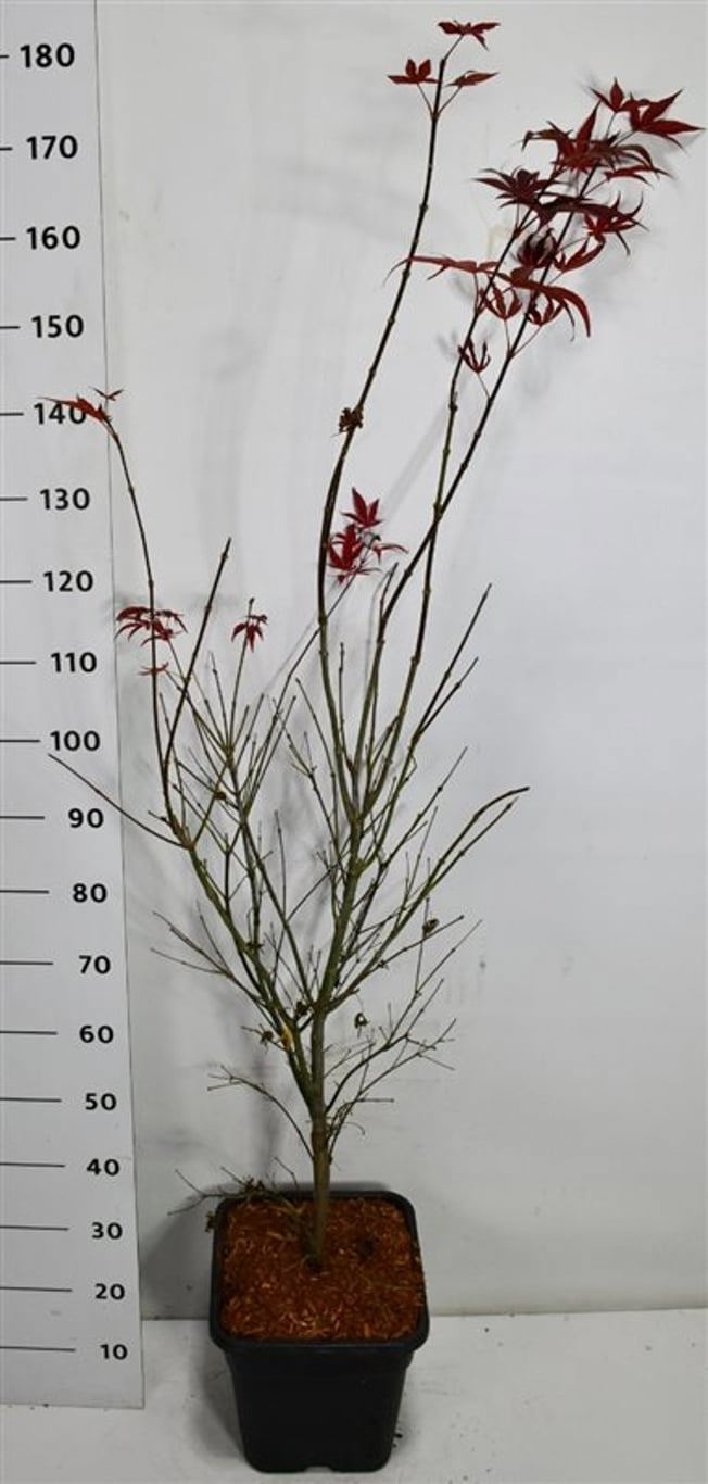 Acer pal. 'Atropurpureum', D 32