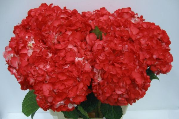 Гортензия Овериг 65, шт.