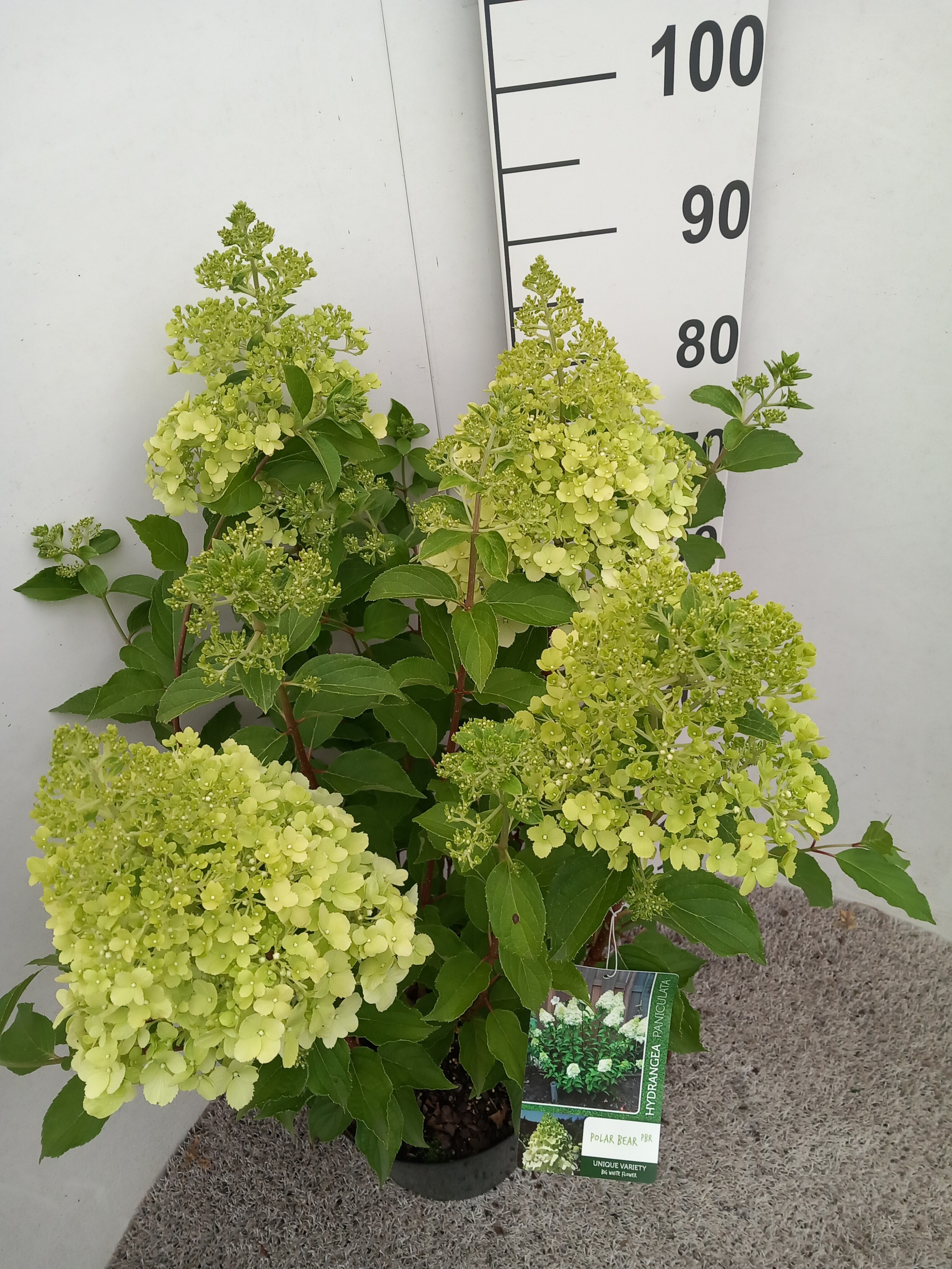 Hydrangea pan. Polar Bear struik 70 cm P26, D 26