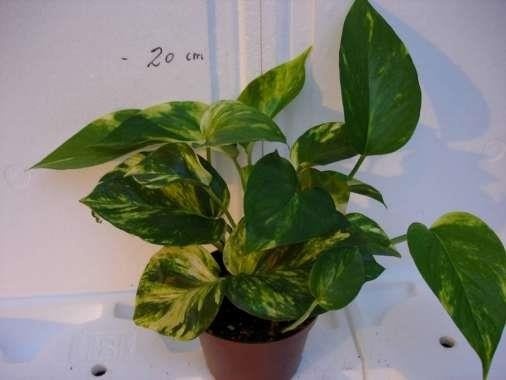 EPIPREMNUM PINNATUM, D 10