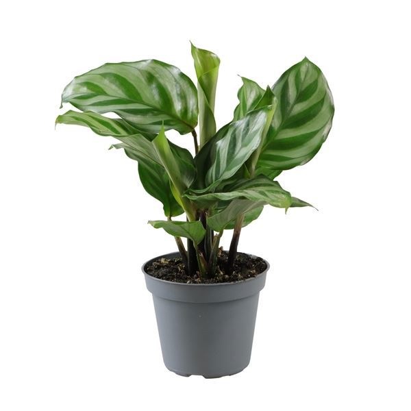 Calathea Freddie, D 6 cm