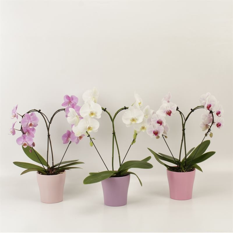 Phalaenopsis overig Hearts gemengd in pastel Valentijn keramiek, D 12