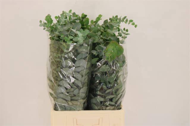 Эвкалипт Цинерея за пучок 80 (зел.), пуч.