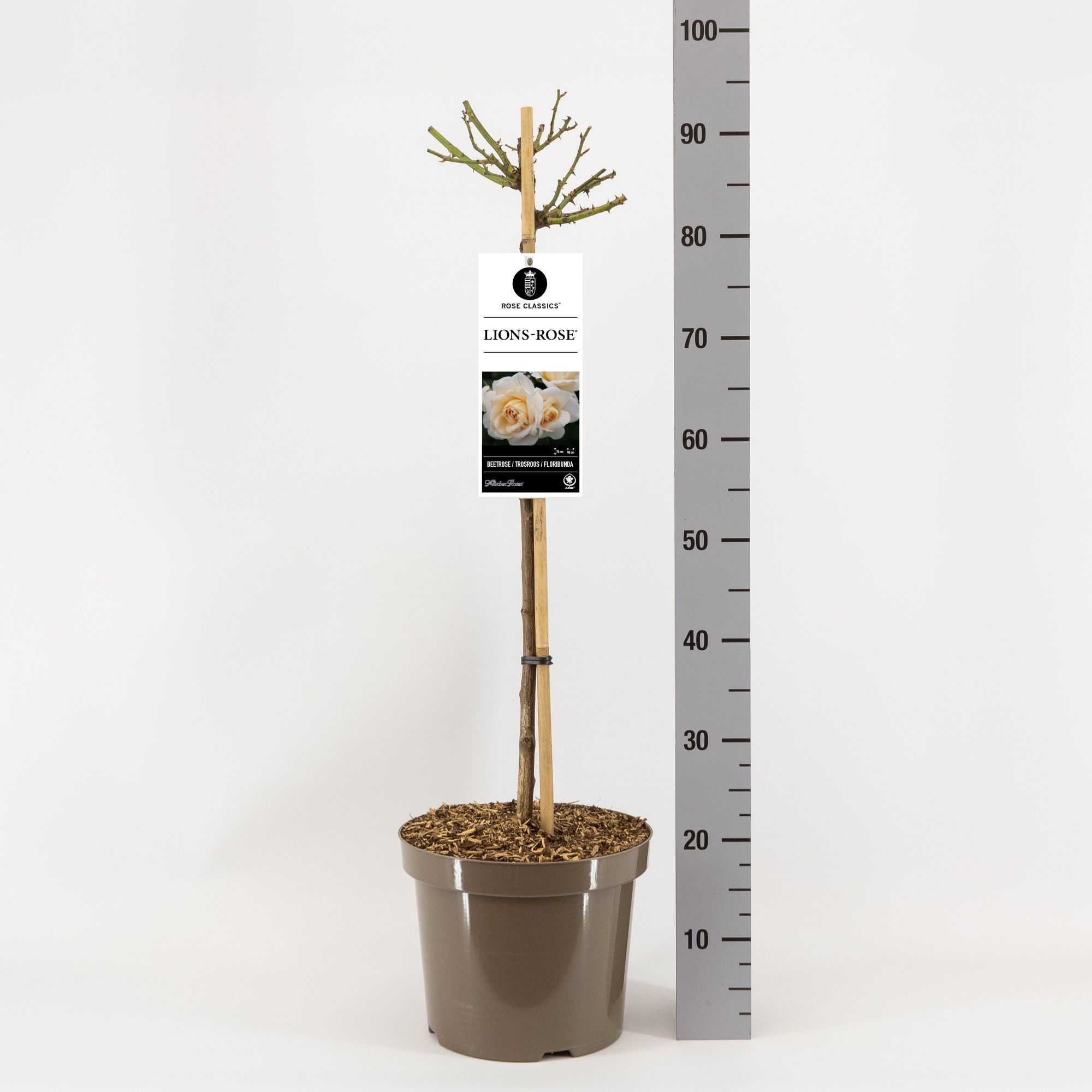 Rosa (F) Lion's Rose ®, stam 70, C7.5, D 26