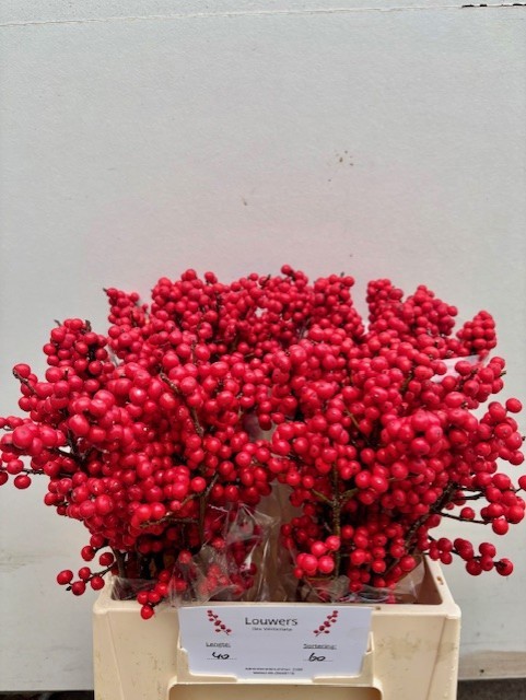 Илекс Красные ягоды 40, шт.