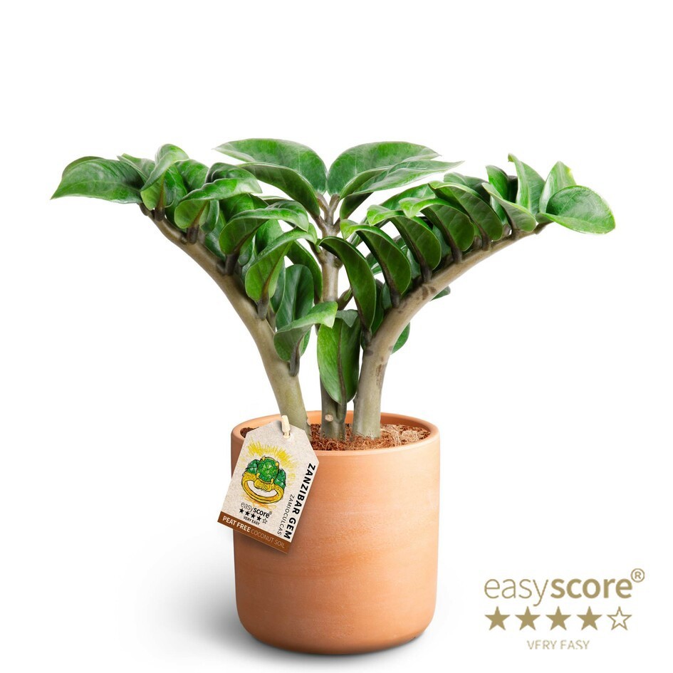 Raw Terracotta, Zamioculcas ´Zenzi´, D 12