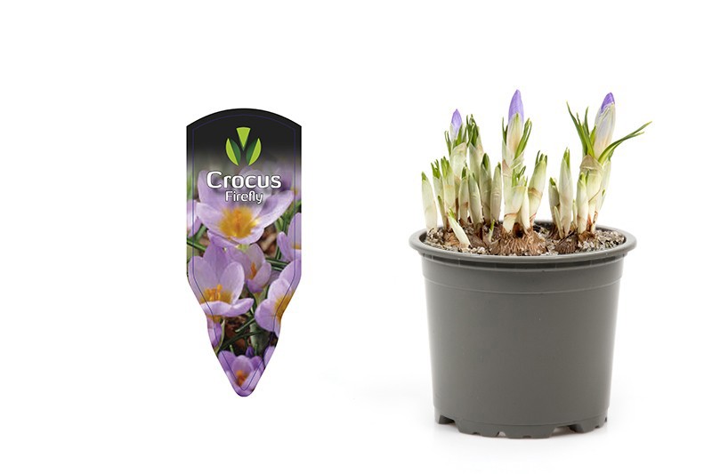 CROCUS CHRYSANTHUS 'FIREFLY', D 9