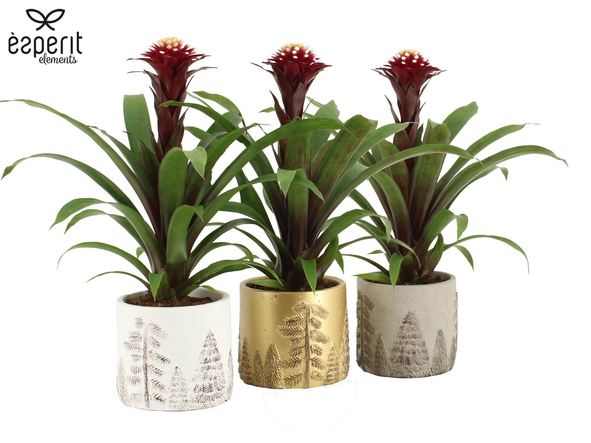 6501332: Solutionss X-mas, D 12